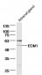 ECM1 Rabbit pAb